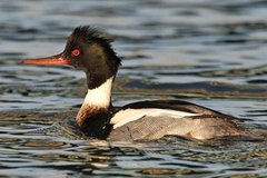 Red-breasted Merganser